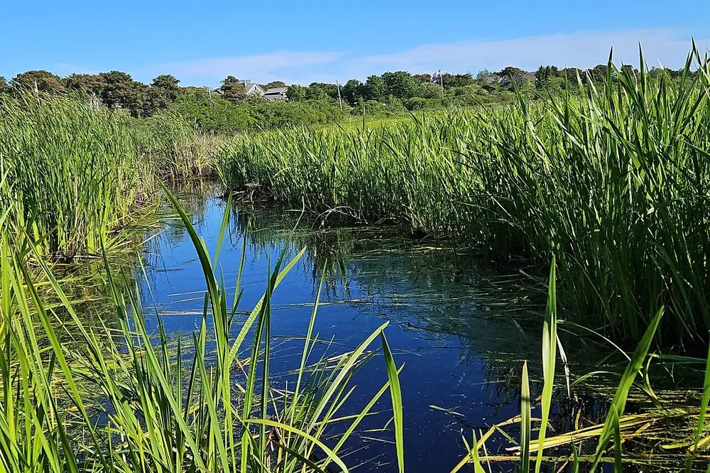 Tall green marsh grass along a still blue creek on Nantucket