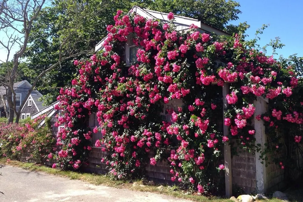 A small gray-shingled Nantucket cottage almost covered in pink climbing roses